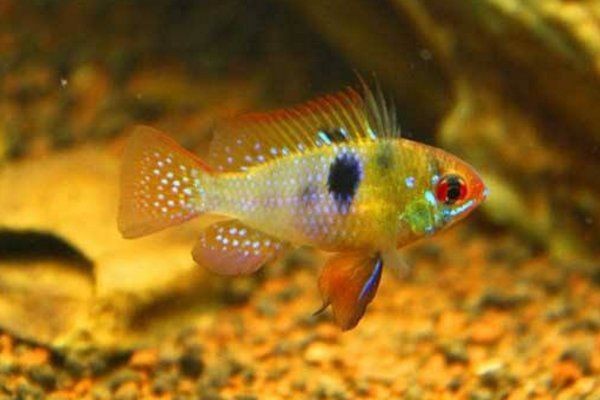 荷蘭鳳凰魚最佳混養