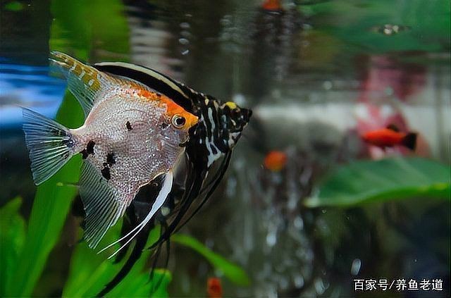 荷蘭鳳凰魚最佳混養