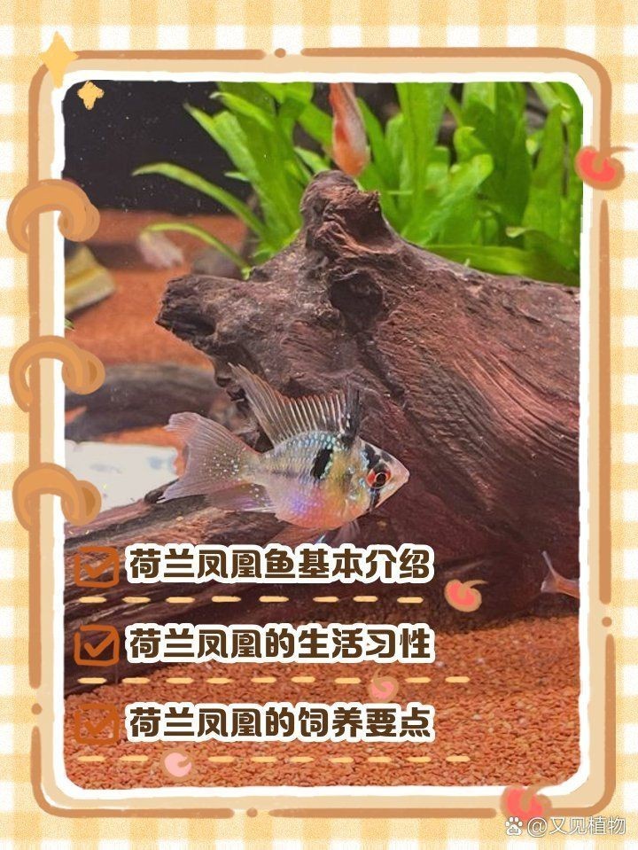 荷蘭鳳凰魚最佳混養