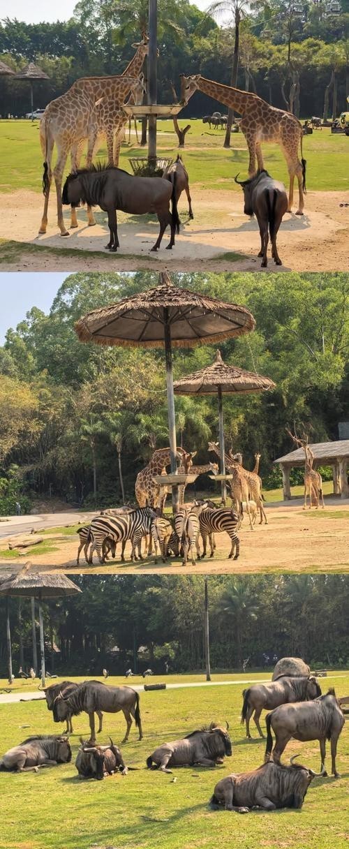 長隆優惠門票政策