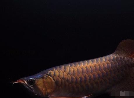 冠軍龍魚的主人有哪些心得？