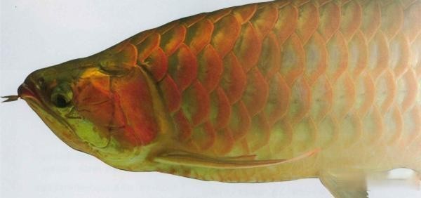 冠軍龍魚的主人有哪些心得？