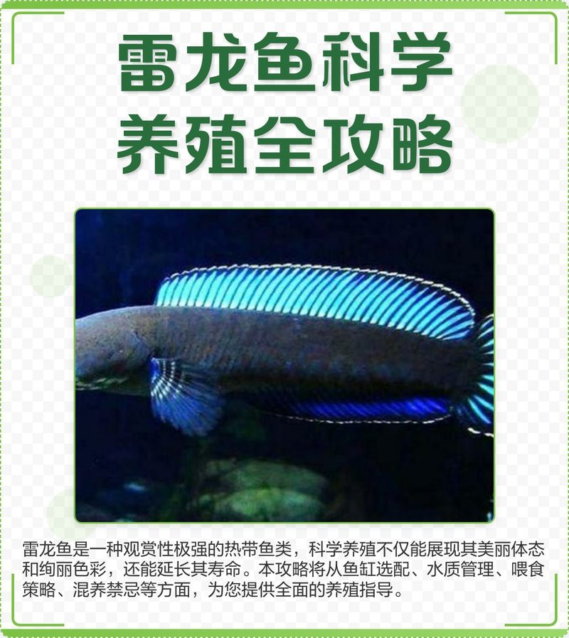 彩虹雷龍魚繁殖需要多大的魚缸？