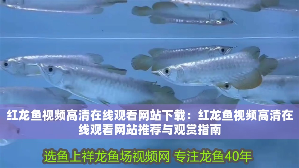 紅龍魚視頻高清在線觀看網站下載：紅龍魚視頻高清在線觀看網站推薦與觀賞指南