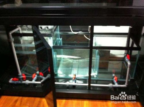 底濾魚缸排水口高度與養魚的關系：如何優化底濾魚缸排水口高度 底濾魚缸排水口高度與養魚的關系：如何優化底濾魚缸排水口高度 魚缸百科 第1張