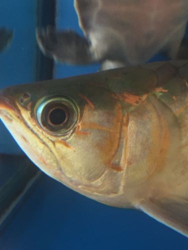 龍魚眼睛白膜圖片