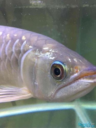 龍魚眼睛白膜圖片