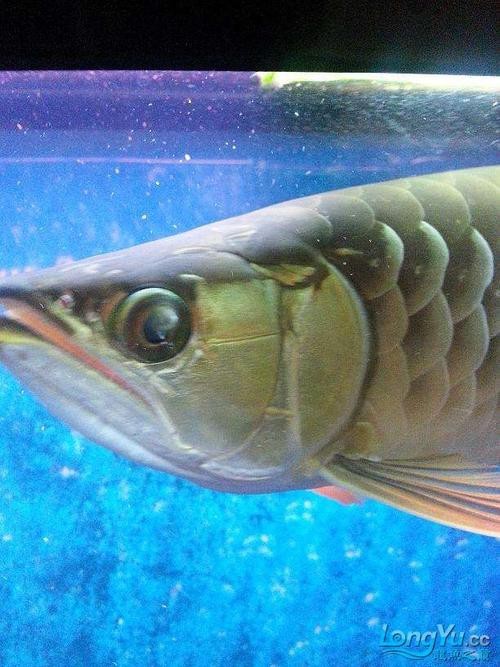 龍魚眼睛白膜圖片