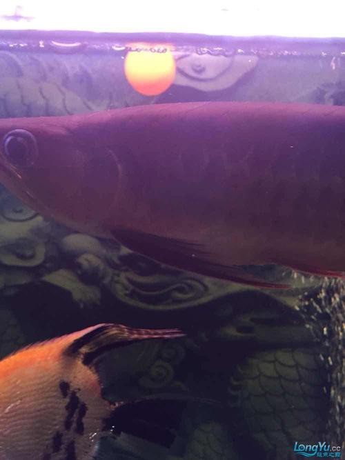 龍魚眼睛白膜圖片