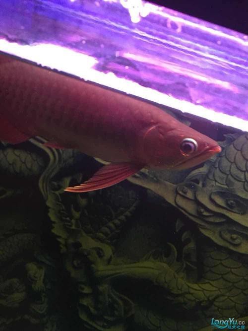 龍魚眼睛白膜圖片