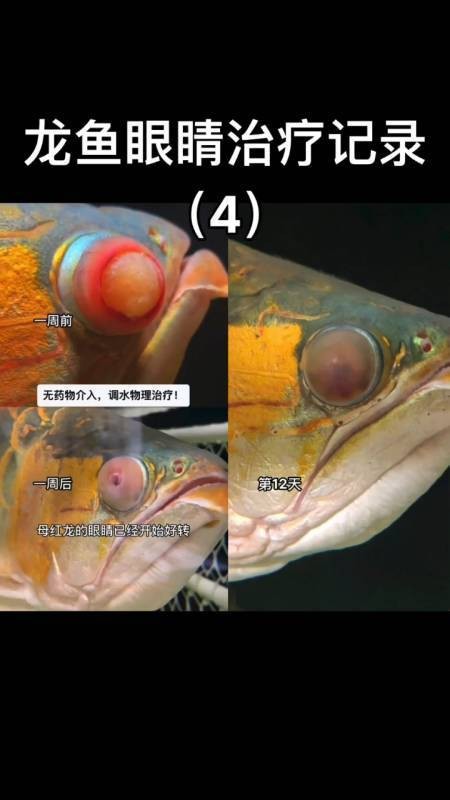 龍魚眼睛白膜圖片