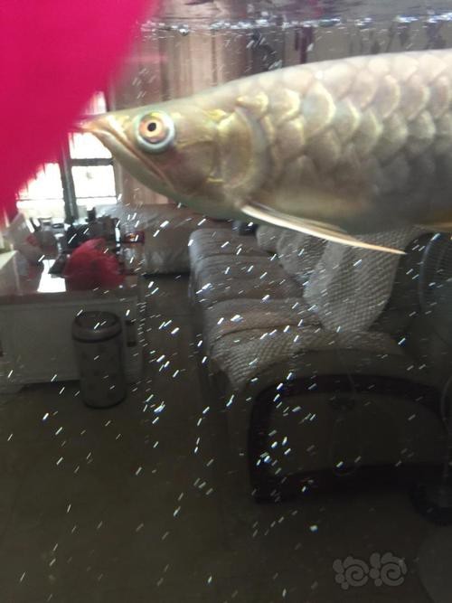 龍魚眼睛白膜圖片