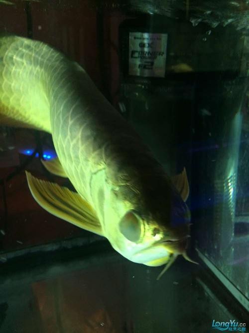 龍魚眼睛白膜圖片