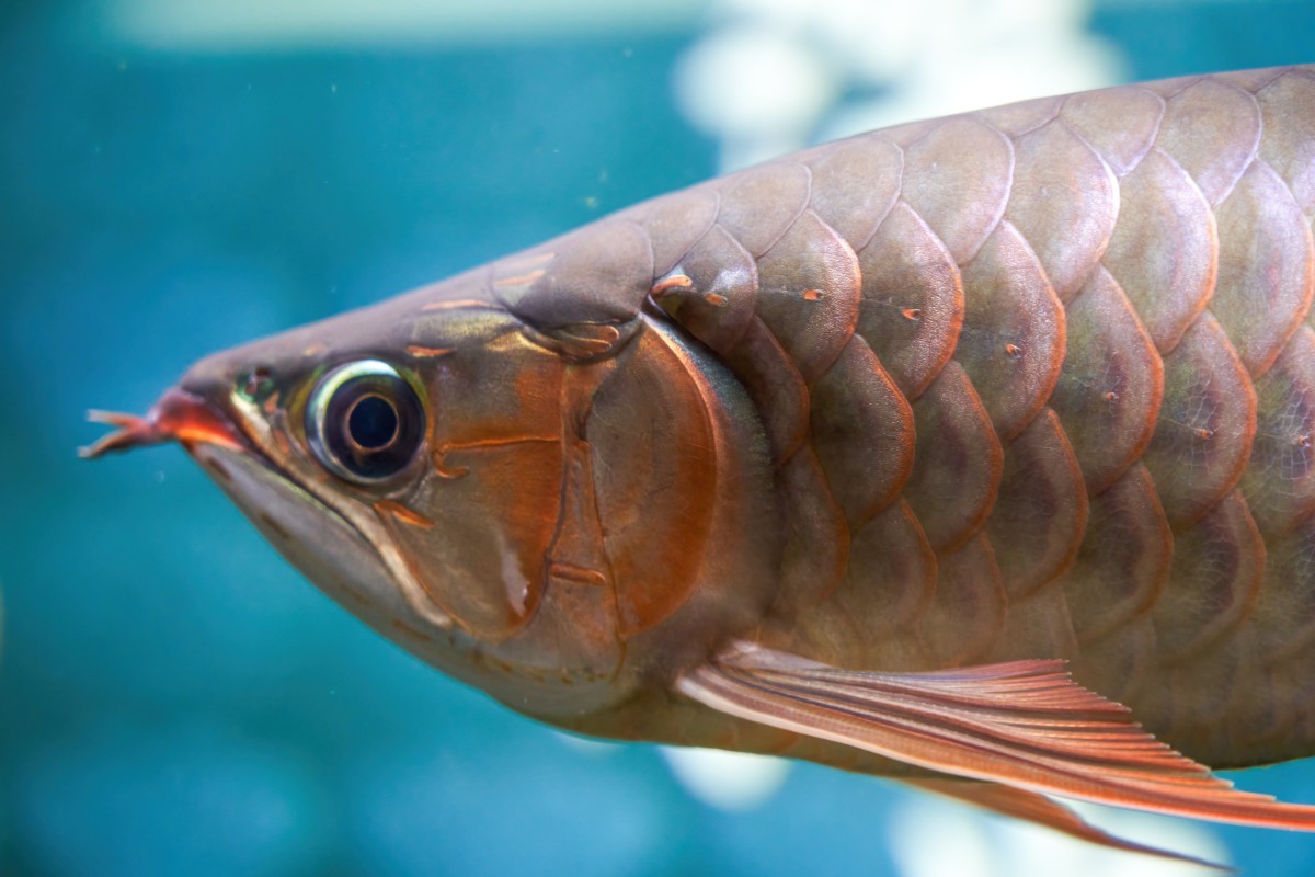 金龍魚和龍大哪個更安全？，金龍魚和龍大調和油的區別