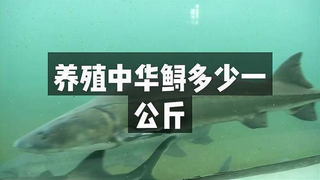 鱘龍魚的價格是多少？