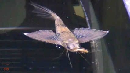 懷孕夢見龍魚是什么意思（【夢見龍魚】周公解夢大全） 懷孕夢見龍魚是什么意思（【夢見龍魚】周公解夢大全） 龍魚百科 第2張