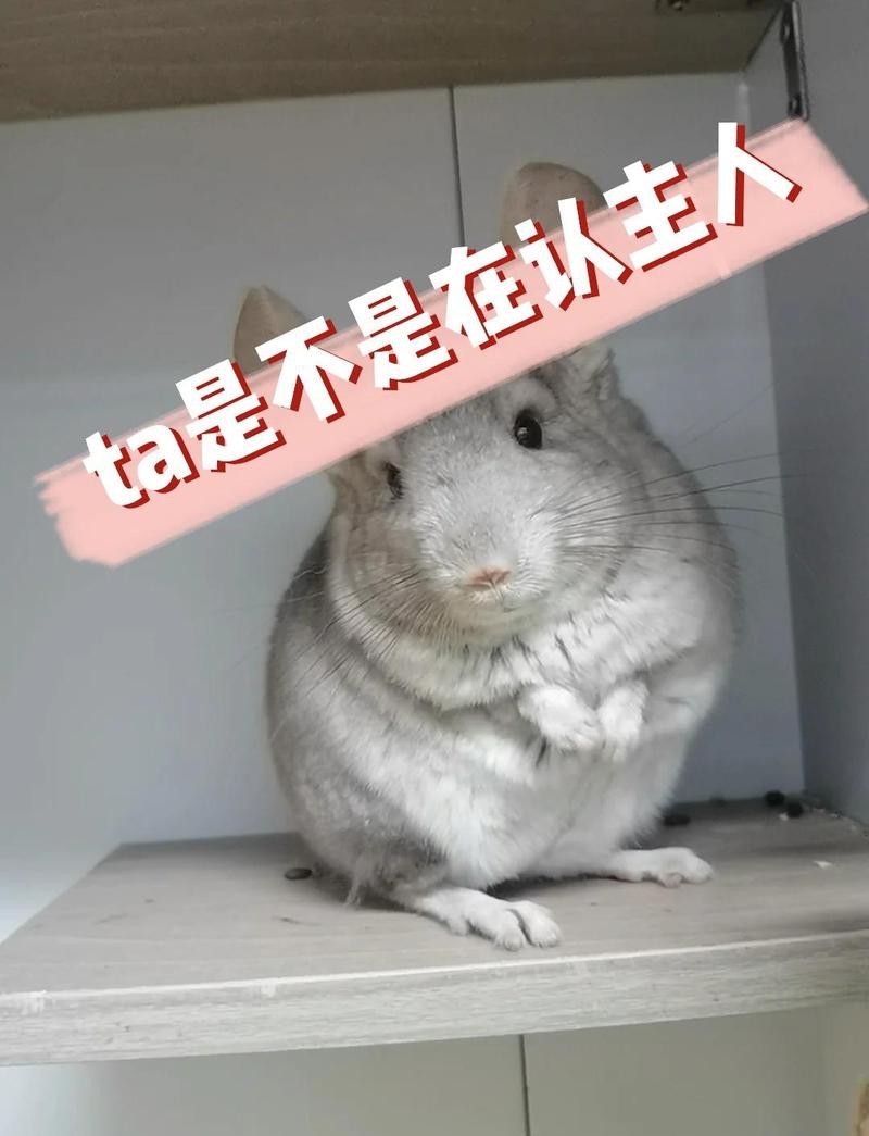 龍貓養久了會認主人嗎
