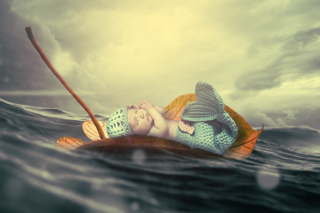 女王大帆魚百科 龍魚論壇 第1張 女王大帆魚百科 女王大帆魚百科 龍魚論壇 第1張