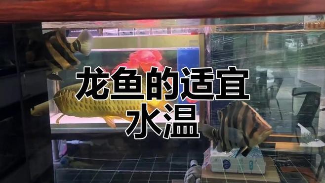 小紅龍魚溫度多少合適養殖