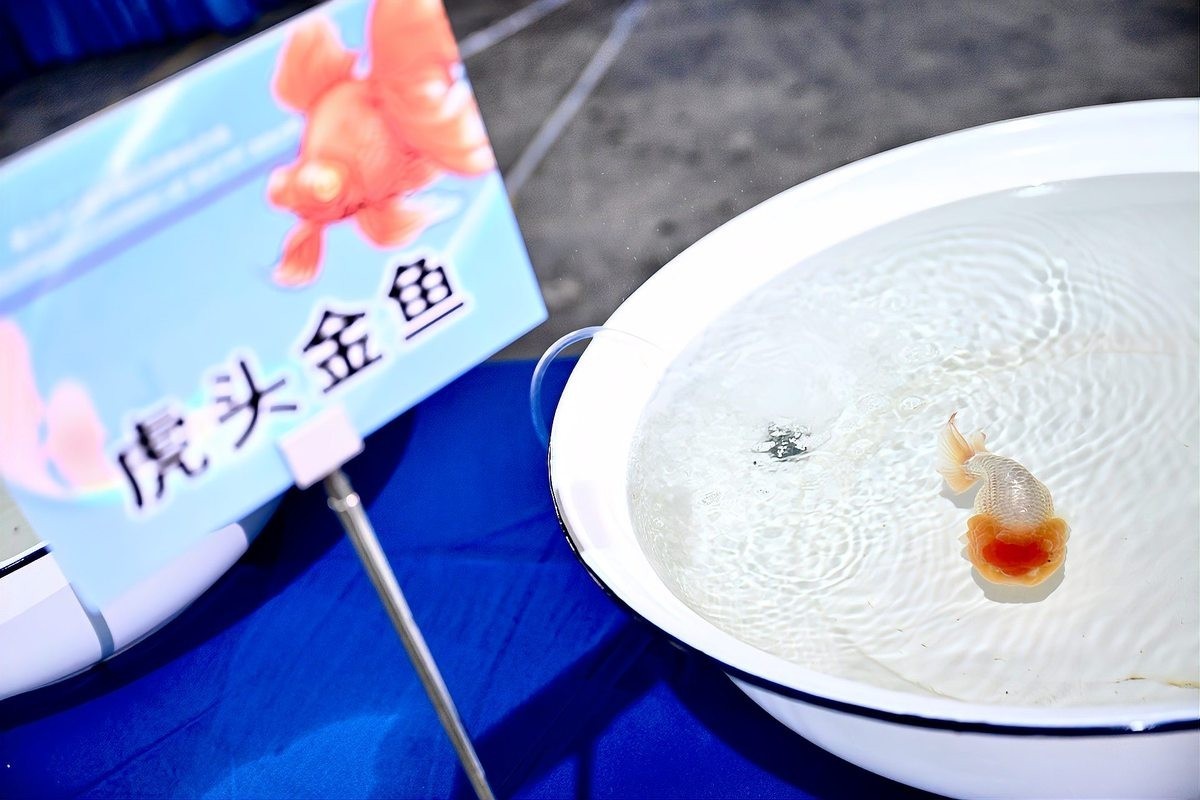 如何報名參加觀賞魚大賽？