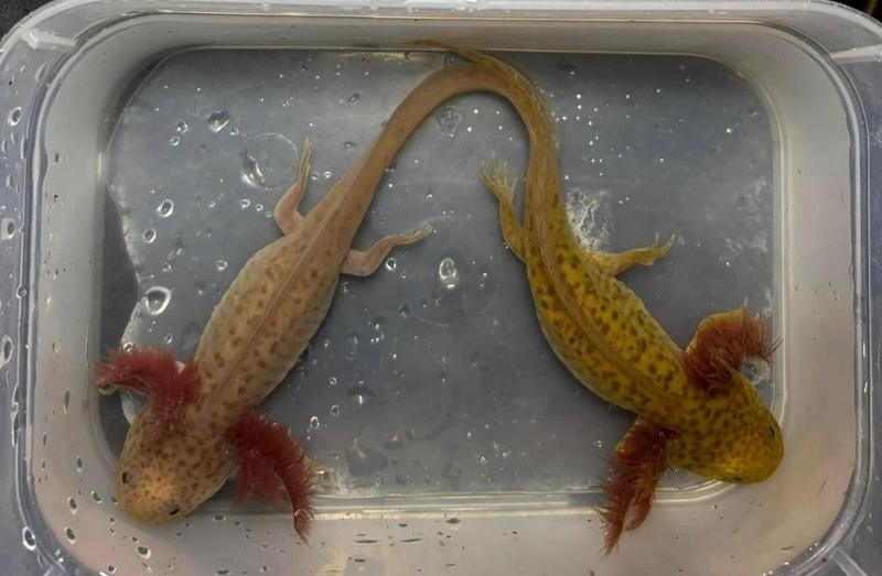 龍魚5號藥水與黃粉白粉一起用嗎