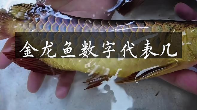 金龍魚擺件的數量有何講究？