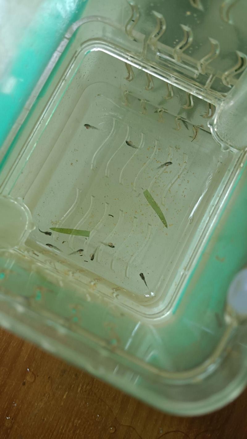 長城杯孔雀魚錦標賽有哪些組別？