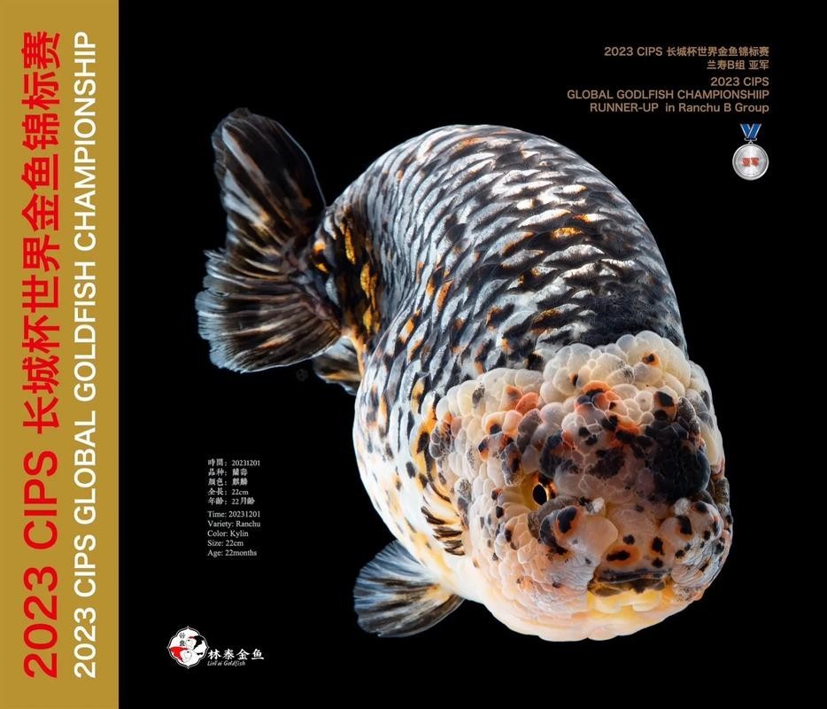 如何購買長城杯觀賞魚比賽門票？