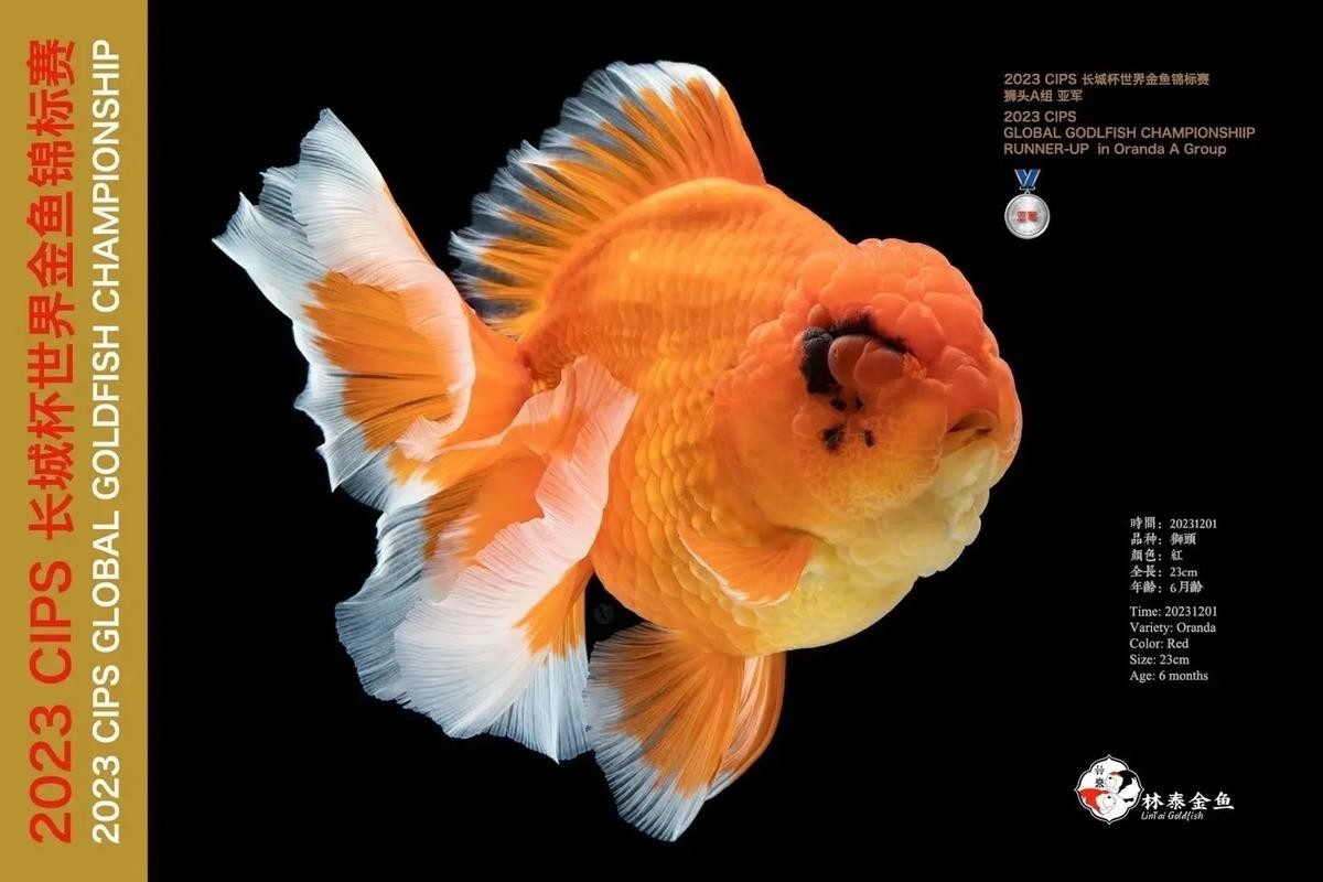 如何購買長城杯觀賞魚比賽門票？