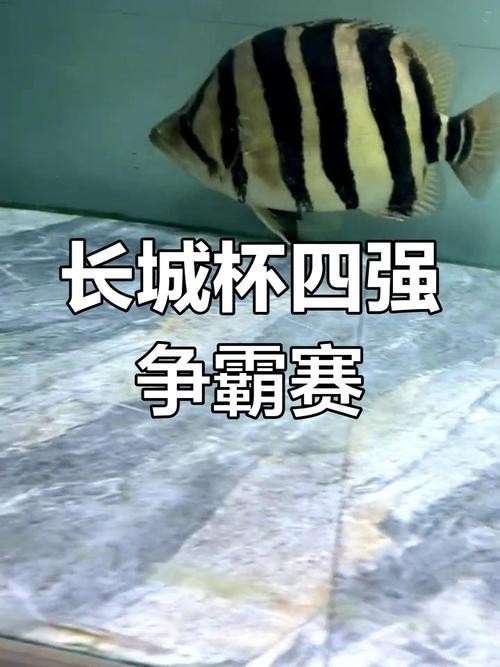 如何購買長城杯觀賞魚比賽門票？