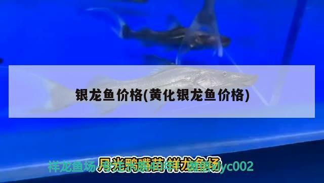 銀龍魚價格(黃化銀龍魚價格)