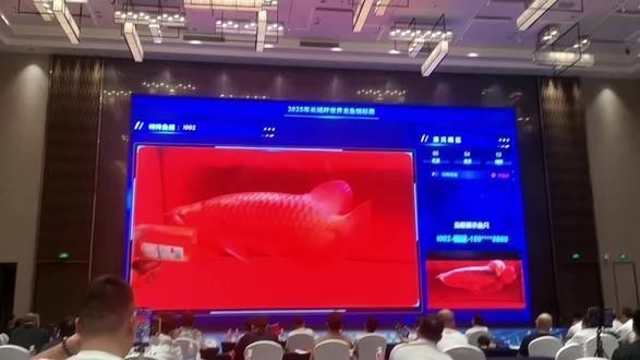 長城杯觀賞魚比賽決賽時(shí)間表最新一期