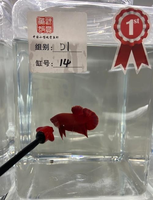 長城杯觀賞魚比賽決賽時間表最新一期