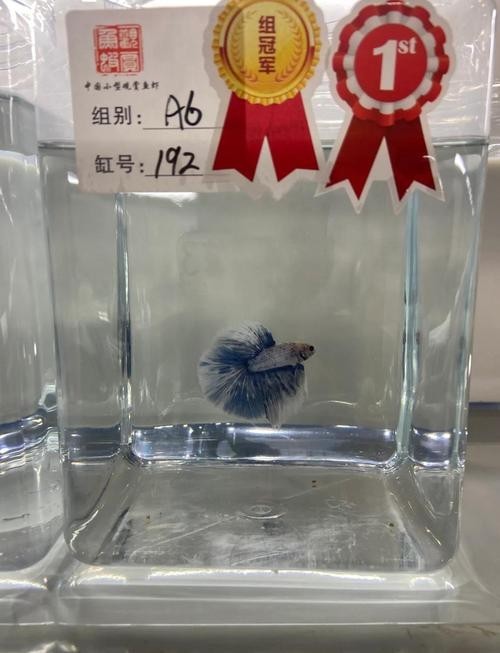 長城杯觀賞魚比賽決賽時間表最新一期