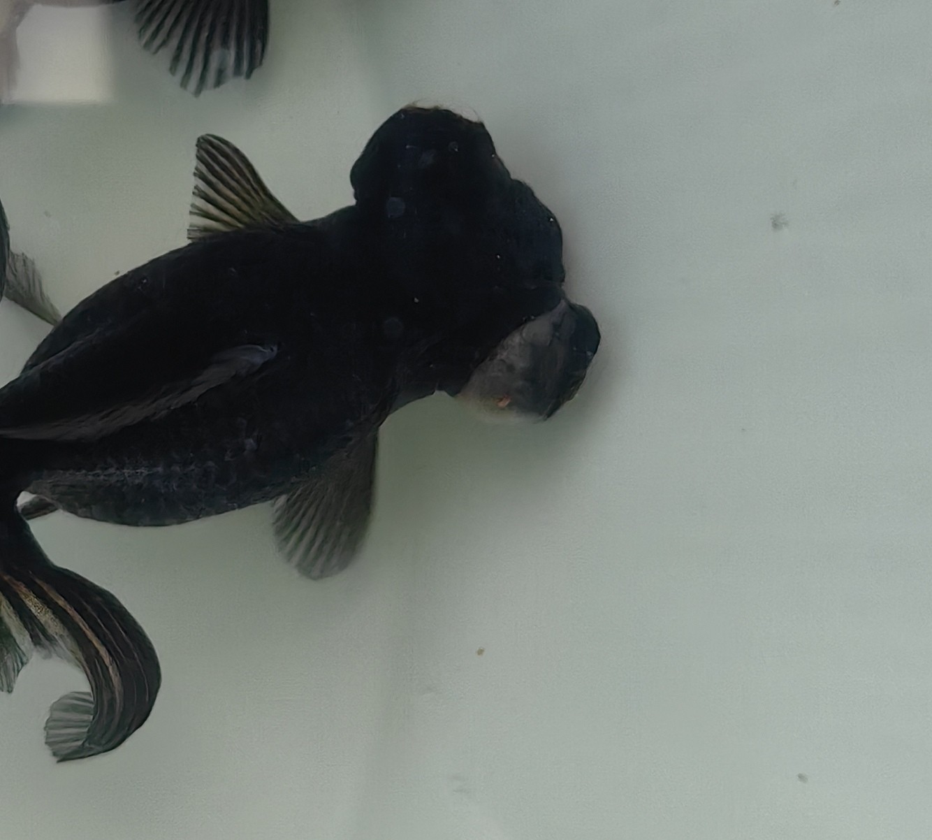 龍睛金魚