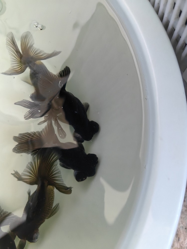 龍睛金魚
