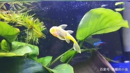 可以種在魚缸里面的植物：幾種適合種在魚缸中的植物