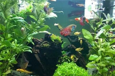 可以種在魚缸里面的植物：幾種適合種在魚缸中的植物