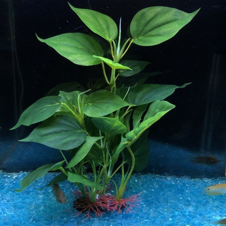 可以種在魚缸里面的植物：幾種適合種在魚缸中的植物
