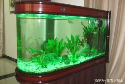 可以種在魚缸里面的植物：幾種適合種在魚缸中的植物