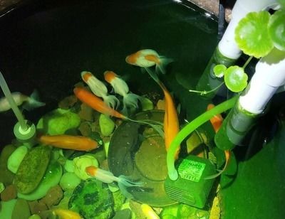 可以種在魚缸里面的植物：幾種適合種在魚缸中的植物