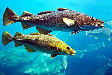 市場上無頭鱈魚到底是什么魚