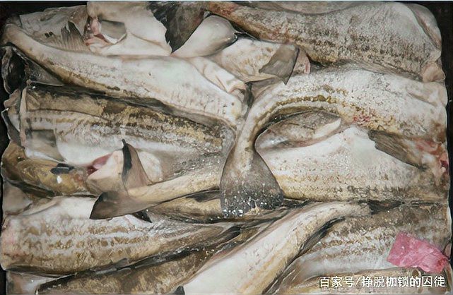 市場上無頭鱈魚到底是什么魚