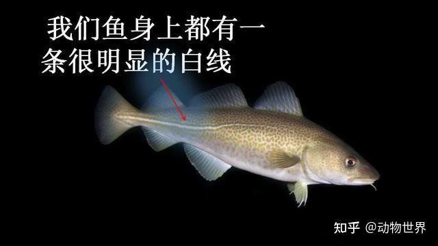 市場上無頭鱈魚到底是什么魚