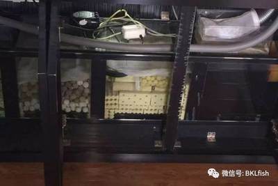 龍魚過濾材料是什么：關于龍魚的過濾材料的詳細信息