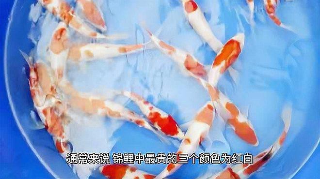魚(yú)得了白點(diǎn)病會(huì)自愈嗎？魚(yú)的白點(diǎn)病會(huì)自愈嗎？，魚(yú)得了白點(diǎn)病會(huì)自愈嗎