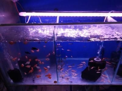 魚缸過濾什么樣的好一點：魚缸過濾器怎么選擇