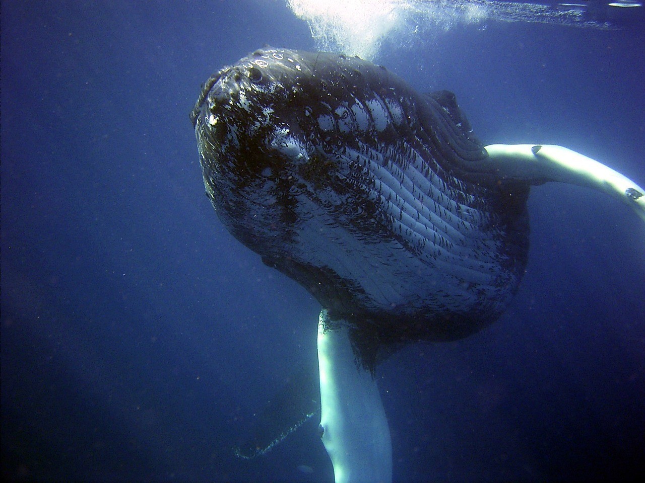 水族箱口碑最好的三個(gè)品牌