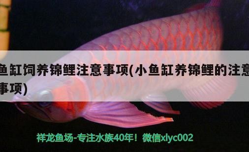 大連家具市場筱漁家生態(tài)水族店