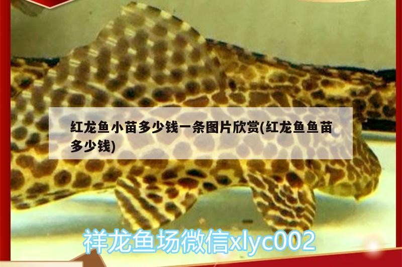 新泰市仙湖水族有限公司水族服務(wù)公司電話新泰市仙湖水族有限公司（新泰市仙湖水族有限公司）